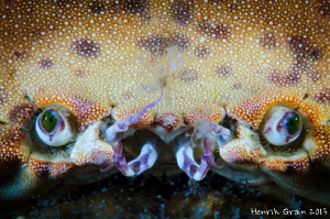 Crab Face by Henrik Gram Rasmussen 
